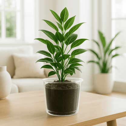 Transparent pots with drainage holes, 3/3.5/4/5/6/7 inches, Ideal for Indoor and Outdoor Use, Root Observation and Improved Airflow - Plant - O - Folles