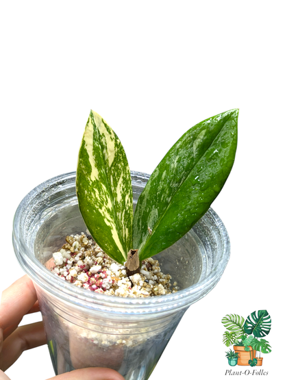 Zamioculcas zamiifolia Variegata - plante ZZ variegata - Plant - O - Folles
