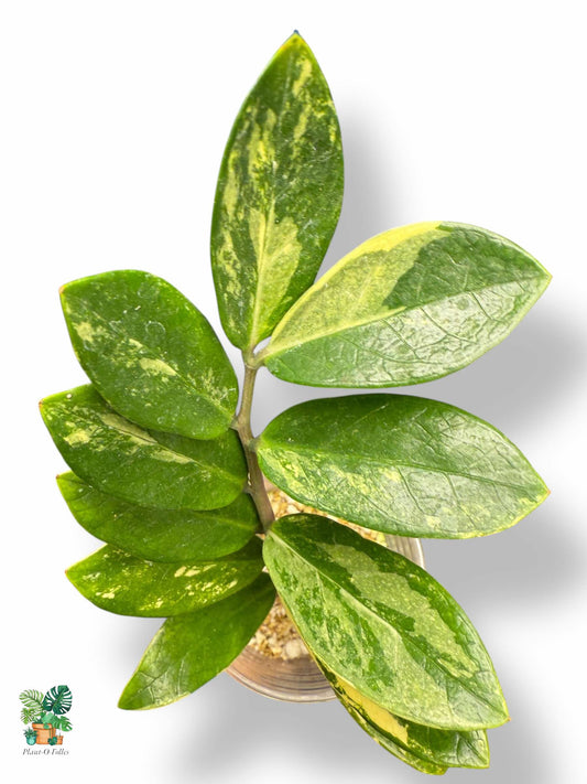Zamioculcas zamiifolia Variegata — Rare Tropical ZZ Plant with Variegated Foliage - Plant - O - Folles